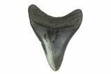 2.88" Juvenile Megalodon Tooth - South Carolina - #130761-2